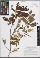Foto von Salix cinerea L.